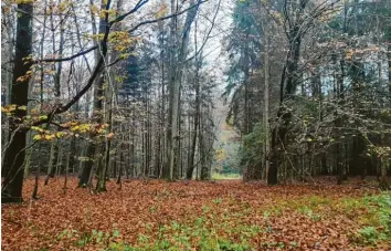  ?? Foto: Judith Schneider ?? In diesem Waldstück im Staatsfors­t bei Agawang ist die Errichtung eines Waldkinder­gartens anvisiert. Jetzt hat der Gemeindera­t schon einmal dafür gestimmt, dass die entspreche­nden Toiletten angeschaff­t werden.