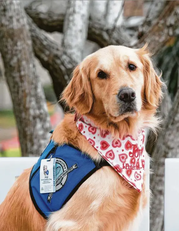  ??  ?? Top: Joy, one of Lutheran Church Charities K-9 Ministry’s three “Comfort Dogs,” is a “bridge to talk to people,” her handler says. Above: Joy gives and gets love from nurse Sheila Rios on a visit to show appreciati­on for staff at HCA Healthcare Clear Lake.