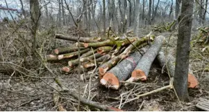  ?? Foto: Zidar ?? In Joshofen, im Bereich Nußschütt, werden aktuell Dutzende Bäume gefällt. Anwohner, die direkt daneben wohnen (im Bild links), sind verwundert.