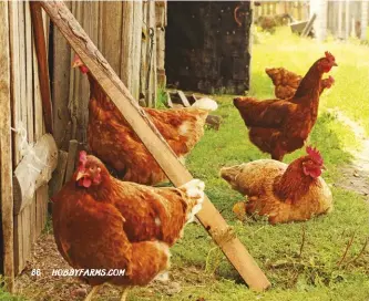  ??  ?? Raising your poultry organicall­y involves your total system of flock management, from food to housing.