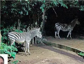  ??  ?? The Zoological Gardens of Dehiwela opened for night visits last week. Pix by Indika Handuwala