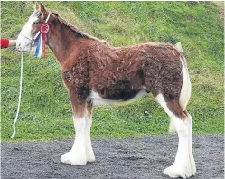  ?? Picture: Jacqueline Pettigrew. ?? The Cawdor Cup was awarded to Charlotte Young’s Doura Magic Touch, from Hall Farm, Ayr.