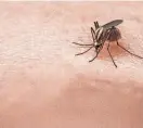  ?? MATTHEW DAE SMITH LANSING STATE JOURNAL FILE ?? Dengue fever is a mosquito-borne viral infection found in tropical and subtropica­l climates.