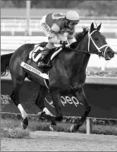  ?? BARBARA D. LIVINGSTON ?? Florida Derby winner Fierceness breezed an easy half-mile in 50.17 seconds on Friday at Palm Beach Downs.