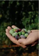  ??  ?? FARM MANAGER Jim Etters holds Frantoio olives in one of the olive groves at Seka Hills in Brooks, above. Opposite page: Phil White tends to his hooks while fly fishing at Putah Creek near Winters.