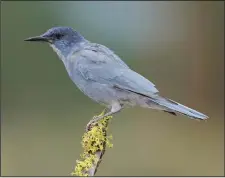  ?? (Shuttersto­ck) ?? An adult pinyon jay perches atop a tree stump in pine forest of Lake County, Ore.