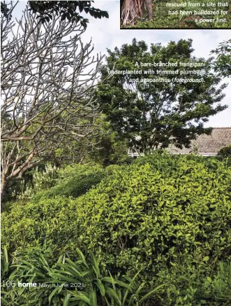  ??  ?? A bare-branched frangipani underplant­ed with trimmed plumbago and agapanthus (foreground).