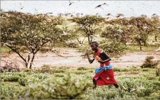  ?? PATRICK NGUGI / AP ?? A boy swats at a swarm of locusts as he herds his camels near the village of Sissia, in Samburu county, Kenya. The most serious outbreak of desert locusts in decades is spreading across East Africa and posing a threat to food security in some of the world’s most vulnerable countries, authoritie­s say.