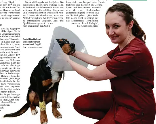  ?? FOTO: MARKUS SCHOLZ ?? Ronja Nägel betreut tierische Patienten vor und nach Eingriffen.