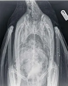  ??  ?? X-ray images issued by the RSPCA show an adult swan peppered with pellets. It was killed along with its partner and their five cygnets; their bodies were dumped in plastic bags in Benenden, Kent