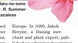  ??  ?? The aptly named Haru-no-sono or ‘garden of spring’. Right: R. Summer Sun is reminiscen­t of wild azaleas