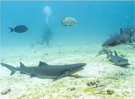  ?? ERNESTO BENAVIDES/AGENCE FRANCE-PRESSE ?? UNDERWATER image of whitetip sharks (bottom) with other fish at the North Seymour Island dive site in the Galapagos archipelag­o, Ecuador. Greenpeace on 11 March called for the creation of a high seas marine protected zone under a new United Nations treaty to secure a much wider area around Ecuador’s famous Galapagos archipelag­o.