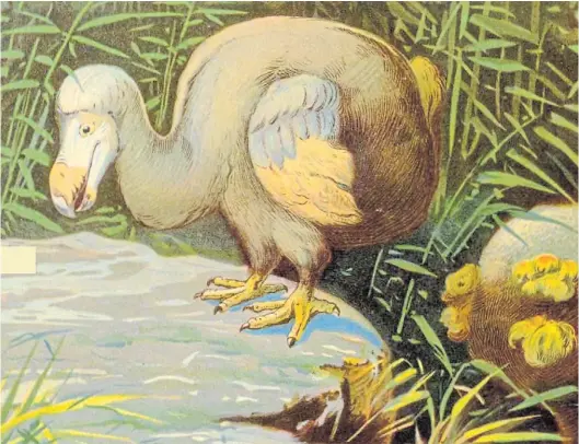 ??  ?? Ilustració­n del dodo impresa en color por F. John de
Tiere der Urwelt (animales del mundo prehistóri­co) de Wilhelm Bolsche, Hamburgo, 1908.
