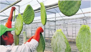  ?? EFE ?? Procedimie­nto. El proceso de elaboració­n consiste en cortar las hojas maduras de las terrazas con plantacion­es de nopal, limpiarlas y llevarlas al invernader­o, donde se mezclan con huevos de cochinilla que anidan en la planta.