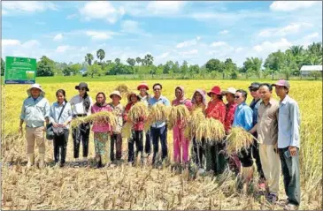  ?? CARDI ?? Farmers showcase their harvest during the Rice Festival in Takeo province in October last year.