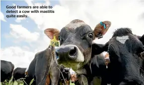  ??  ?? Good farmers are able to detect a cow with mastitis quite easily.