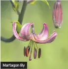  ??  ?? Martagon lily