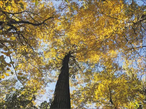  ?? Contribute­d photo ?? A diverse collection of mature hardwood trees such as tupelo, tulip, beech, oak, and maple dot the Mygatt Preserve.