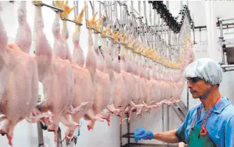  ?? FOTO: EL HERALDO ?? En Honduras se producen entre 340 y 350 millones de libras de carne de pollo cada ayo.