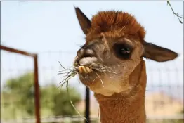  ?? Katharine Lotze/The Signal ?? A male alpaca eats hay in his pen at Sweet Water Alpaca Ranch in Agua Dulce on Aug. 29.