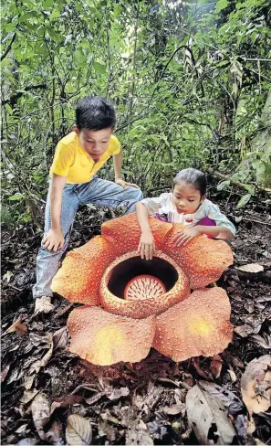  ?? Lanting/picturedes­k.com ?? So riesenhaft bricht die Blüte wie aus dem Nichts aus ihrem Wirt hervor.