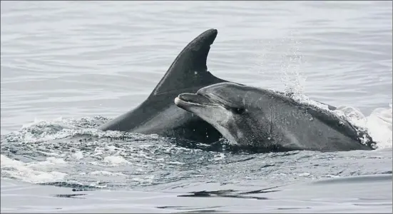  ?? ESTACIÓN BIOLÓGICA DE DOÑANA / CSIC ?? Los delfines mulares, como estos del golfo de Cádiz, forman parte del catálogo de especies prioritari­as para la Unión Europea