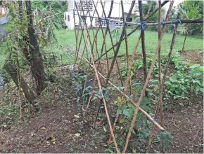  ?? Maraia Vula ?? Jenny Seeto’s backyard garden at Naivurevur­e Road, TLTB Subdivisio­n, Tamavua, Suva. Photo: