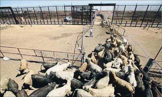  ?? JOSE LUIS GONZALEZ / REUTERS ?? Un ramat travessant ahir la frontera entre Mèxic i els Estats Units a San Jerónimo, als afores de Ciudad Juárez