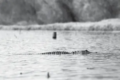  ?? Staff photo by Joshua Boucher ?? Garland City, Ark., officials say a population of alligators has been thriving in the city’s sewer ponds.