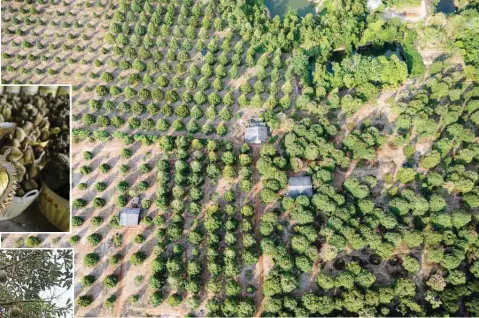  ?? ?? This aerial photo shows durian farms in Thailand’s eastern Chanthabur­i province.