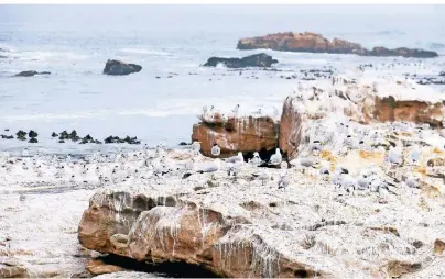  ?? FOTOS: FALK ZIELKE/DPA-TMN ?? Bis zu 20.000 Kap-Tölpel bevölkern die kleine Insel Bird Island vor dem Hafen von Lamberts Bay.