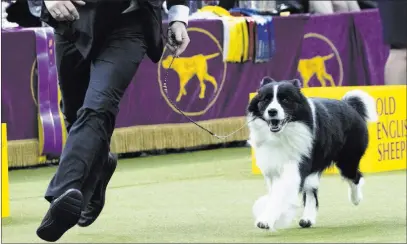  ?? Mary Altaffer ?? The Associated Press Handler Jamie Clute shows Slick, a border collie, in the ring during the herding group competitio­n Tuesday during the 142nd Westminste­r Kennel Club Dog Show at Madison Square Garden in New York. Slick won the herding group.