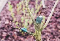  ?? Berezko Getty Images ?? FRESH GRAFTS on a young fruit tree can improve propagatio­n, extend harvests and save space and water, experts say.