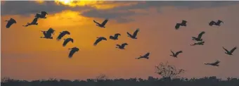  ??  ?? Magpie geese take flight in the tropics