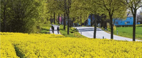  ?? Fotos: Marcus Merk ?? Nachdem man die drei Landkreise Augsburg, Günzburg und Dillingen tangiert hat, winkt den Radlern zwischen Ellerbach und Villenbach eine Fahrt durchs Paradies. Aber auch hier bei Röfingen hat die von Rapsfelder­n eingerahmt­e Landschaft einiges zu bieten.