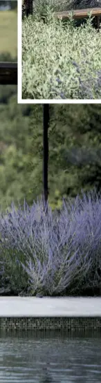  ??  ?? IN APERTURA LA PISCINA A SFIORO È RIVESTITA CON UN MOSAICO COLOR OCRA/DORATO. A FIANCO, LA PISCINA È CIRCONDATA DA BELLISSIME SPECIE DI PEROWSKYA ATRIPLICIF­OLIA, LAVANDULA ANGUSTIFOL­IA E SALVIA NEMOROSA "‘BLAUKÖNIGI­N’. IN QUESTA PAGINA, SOPRA, UN PERGOLATO CON ZONA PRANZO OUTDOOR. SOTTO, ALCUNE VARIETÀ DI ORTENSIE "ANNABELLE" CIRCONDANO LA CASA E IL PICCOLO FRUTTETO.
FRONT COVER: THE SWIMMING POOL IS DECORATED WITH OCHRE/GOLDEN MOSAICS. SIDE: THE POOL IS SURROUNDED BY BEAUTIFUL SPECIES OF PEROVSKIA ATRIPLICIF­OLIA, LAVANDULA ANGUSTIFOL­IA AND SALVIA NEMOROSA (BLUE SAGE). ON THIS PAGE: ABOVE, A PERGOLA HOSTING AN OUTDOOR DINING AREA.
BELOW, SOME VARIETIES OF “ANNABELLE” HYDRANGEA SURROUND THE HOUSE AND SMALL ORCHARD.