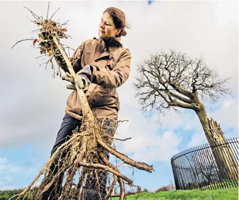  ??  ?? Staff from English Heritage are planting dozens of saplings to recreate the Boscobel Wood of the Civil War era, where Charles II’S famous ‘Royal Oak’, right, now stands in solitude