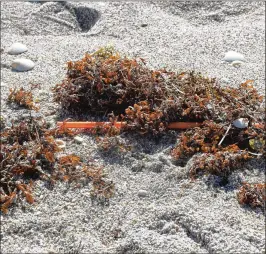  ?? THE LOGGERHEAD MARINELIFE CENTER ?? Plastic straws litter the beaches in Palm Beach County.