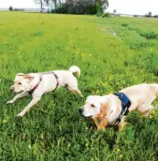  ??  ?? Die beiden Hunde Enzo (links) und Maui (rechts) toben ausge‰ lassen über eine Wiese, festgehalt­en hat diesen Moment Luzia Reger aus Neu‰Ulm.