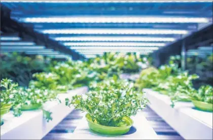  ?? STOCK PHOTO ?? LED lights are used to grow food in a greenhouse.