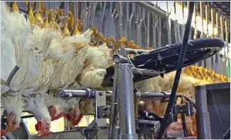  ??  ?? R THE DINNER PLATE: Chickens at a US farm being slaughtere­d, left, and then, right, being doused in chlorine in a video released by the US Poultry and Egg Associatio­n