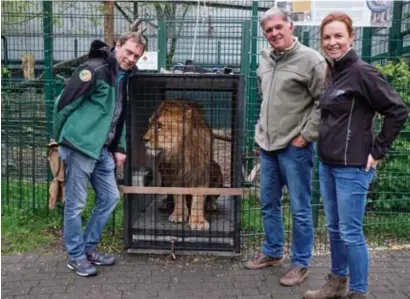  ?? FOTO TOM PALMAERS ?? Leeuw Siam met Sil Jansen, leeuwendok­ter Johan Joubert en Catherine Gilson, manager van natuurbesc­hermingsor­ganisatie Born Free.