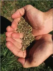  ??  ?? This Sept. 25 photo shows seeds from the first legal crop of industrial hemp grown on JD Farms in Eaton, N.Y.