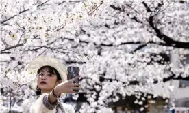  ??  ?? Cherry blossom in Japan reached peak bloom earlier than ever this year. Photograph: Behrouz Mehri/AFP/Getty Images