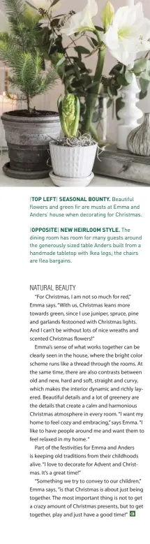  ??  ?? |TOP LEFT| SEASONAL BOUNTY. Beautiful flowers and green fir are musts at Emma and Anders’ house when decorating for Christmas.
|OPPOSITE| NEW HEIRLOOM STYLE. The dining room has room for many guests around the generously sized table Anders built from a handmade tabletop with Ikea legs; the chairs are flea bargains.