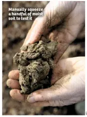  ??  ?? Manually squeeze a handful of moist soil to test it