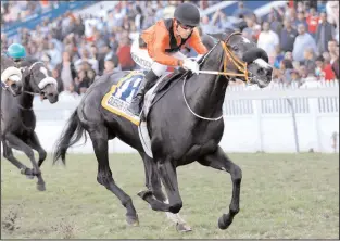  ?? Picture Nkosi Hlophe ?? Anthony Delpech rides QUERARI FALCON in the Cape Fillies Guineas at Kenilworth on Saturday.