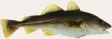  ??  ?? Der Dorsch oder Kabeljau gehört zu den am häufigsten gefangenen Fischen in Norwegen. In der Regel liegt ihr Gewicht zwischen drei und 15 Kilogramm. Allerdings wurden schon Exemplare mit mehr als 40 Kilogramm gefangen.