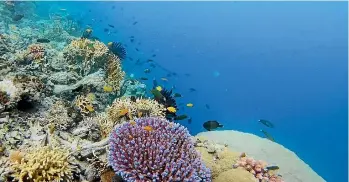  ?? BROOK SABIN ?? The corals in Papua New Guinea’s waters are every colour of the spectrum, rare to see in a world of almost universal coral bleaching.