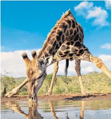  ??  ?? A giraffe drinks at the BBC’s purpose-built waterhole